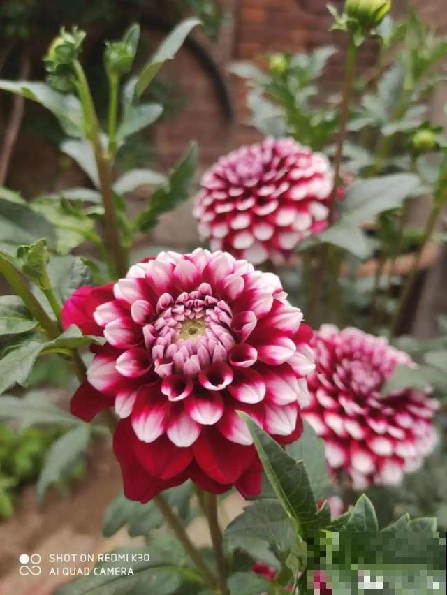 20种花秋天浇水避坑指南,现在就注意,来年长更好! 20种花秋天浇水避坑指南,现在就注意,来年长更好!