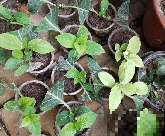 天凉最适合扦插,绣球随便剪根枝,插水里都能活! 天凉最适合扦插,绣球随便剪根枝,插水里都能活!