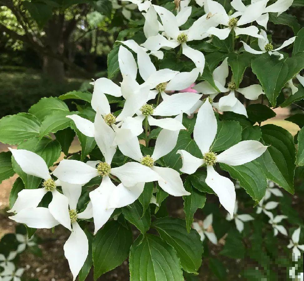 10种耐阴花，放在角落里，开花长成大树！