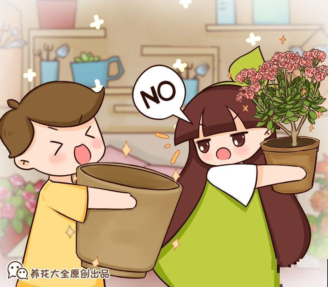 换盆有讲究，不能乱来，伤到根部就惨啦！