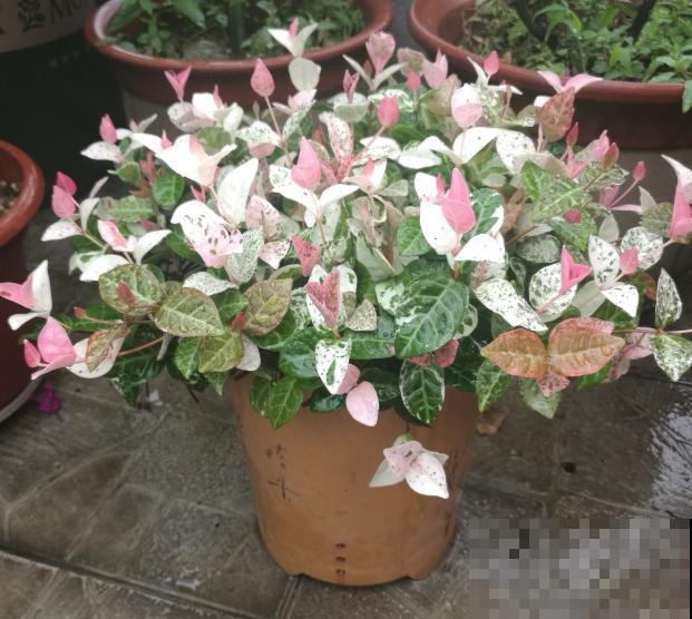 秋天就适合种草,叶子五彩斑斓,比月季三角梅都好看! 秋天就适合种草,叶子五彩斑斓,比月季三角梅都好看!