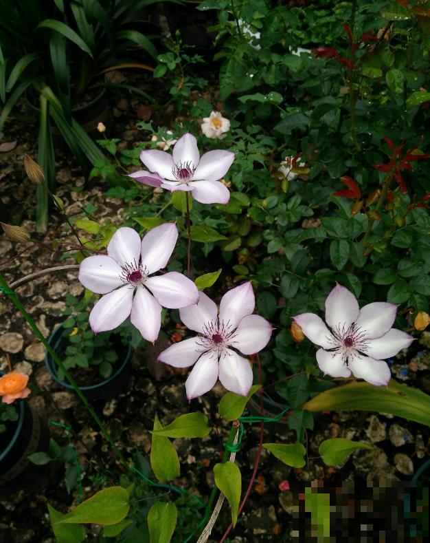 她家的花一开，就赶紧画成水彩画，比真花还美！