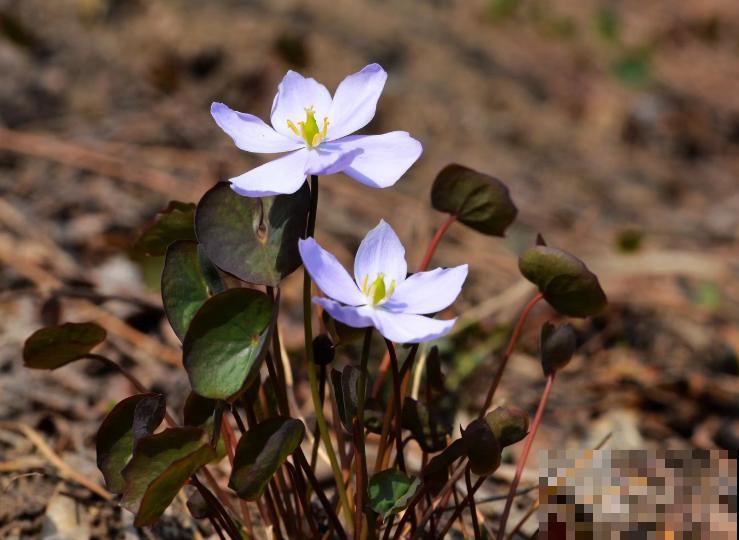 9种罕见又美妙的植物,你要认识一种,我都承认你厉害! 9种罕见又美妙的植物,你要认识一种,我都承认你厉害!