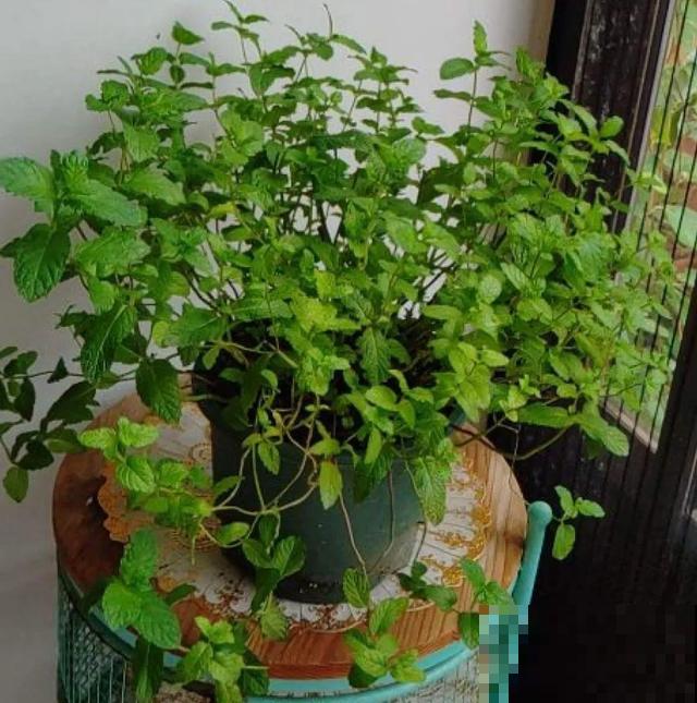 20种花,天凉了赶紧剪,来年开花有多又艳! 20种花,天凉了赶紧剪,来年开花有多又艳!