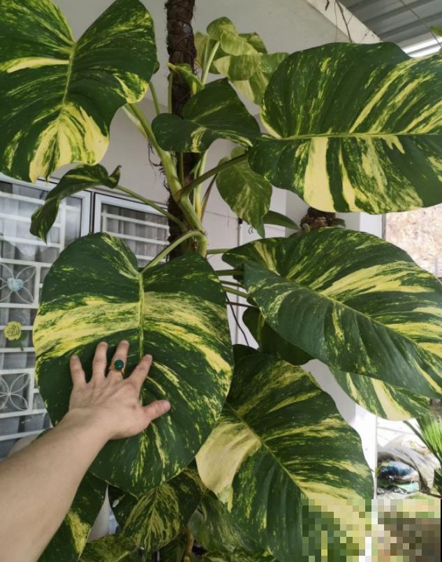 绿萝养久了,居然变成了龟背竹,还开背了? 绿萝养久了,居然变成了龟背竹,还开背了?