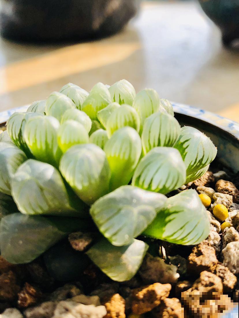 家里养玉露，扣个塑料瓶，立马水晶透亮