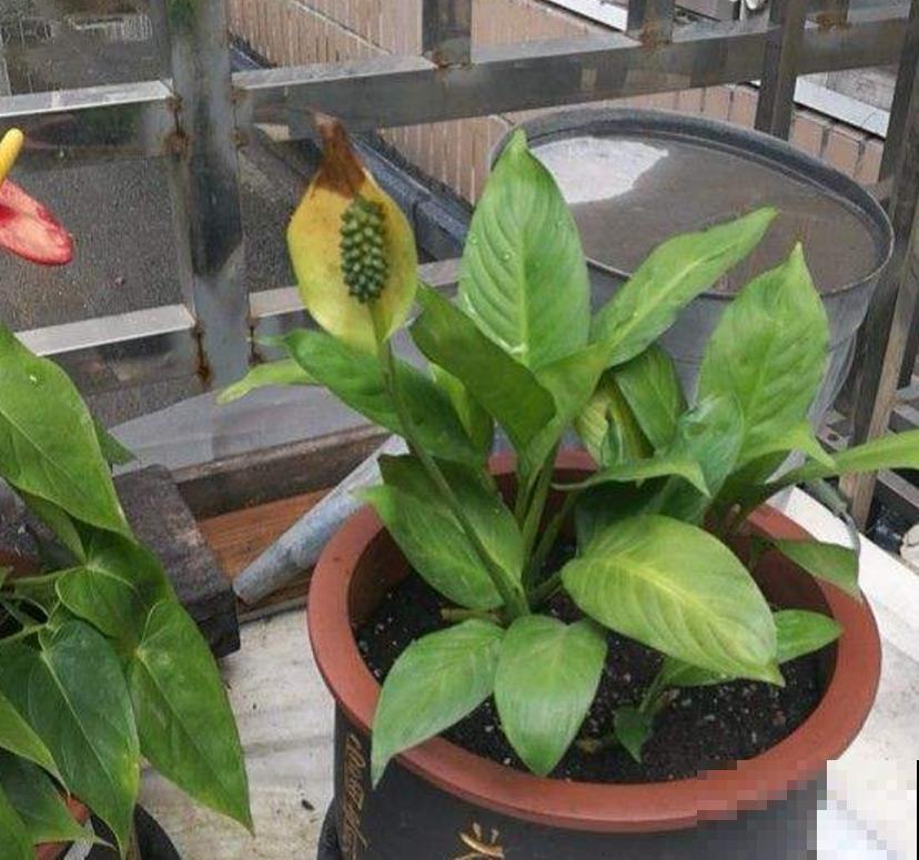 白鹤芋,净化能力特好,种在卧室轻松好梦! 白鹤芋,净化能力特好,种在卧室轻松好梦!