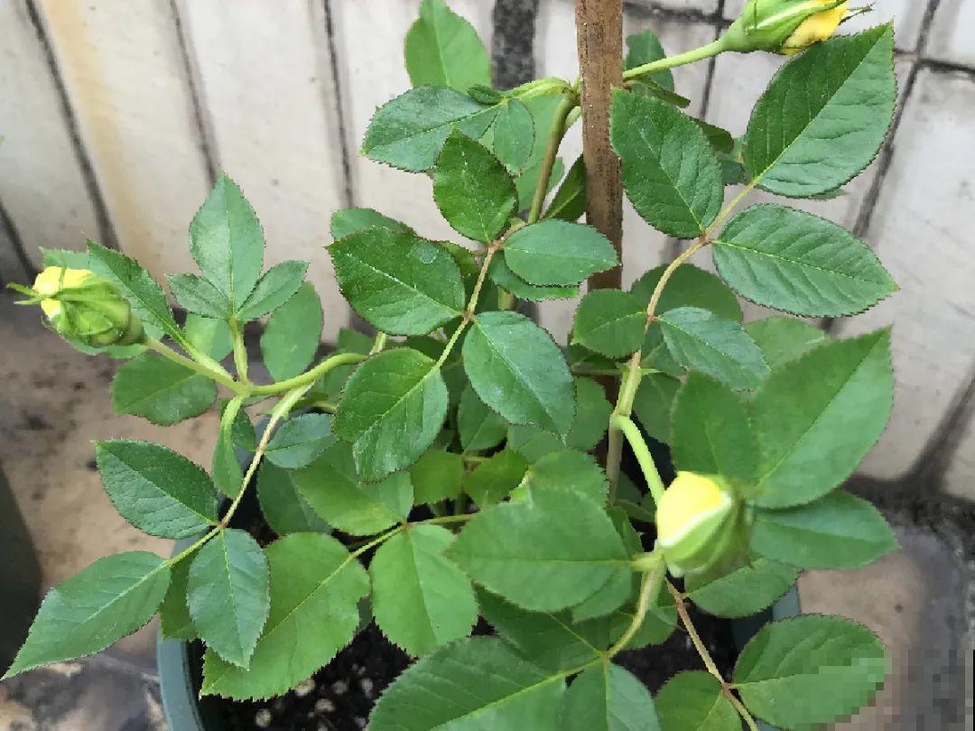 月季秋天这么养,长得快,狂冒芽,开花直到冬天! 月季秋天这么养,长得快,狂冒芽,开花直到冬天!