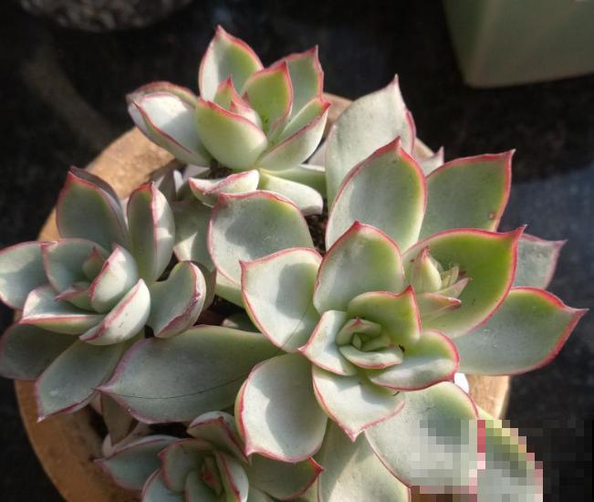 立秋养多肉，注意这4点，不然分分钟挂掉！