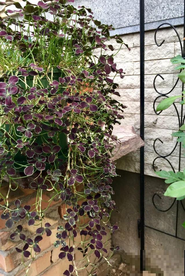 这花被人工培育了,叶子变异后,可以这么美! 这花被人工培育了,叶子变异后,可以这么美!