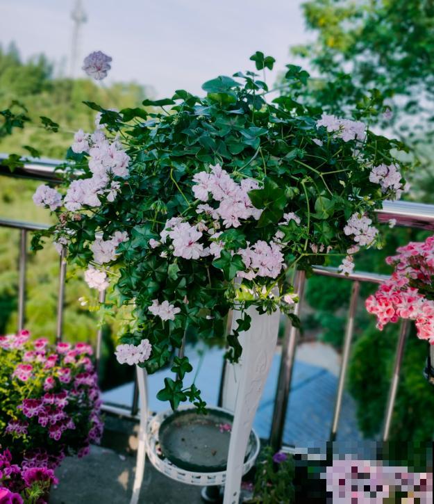 天竺葵最美的20个品种,不养一盆,对不起自己! 天竺葵最美的20个品种,不养一盆,对不起自己!