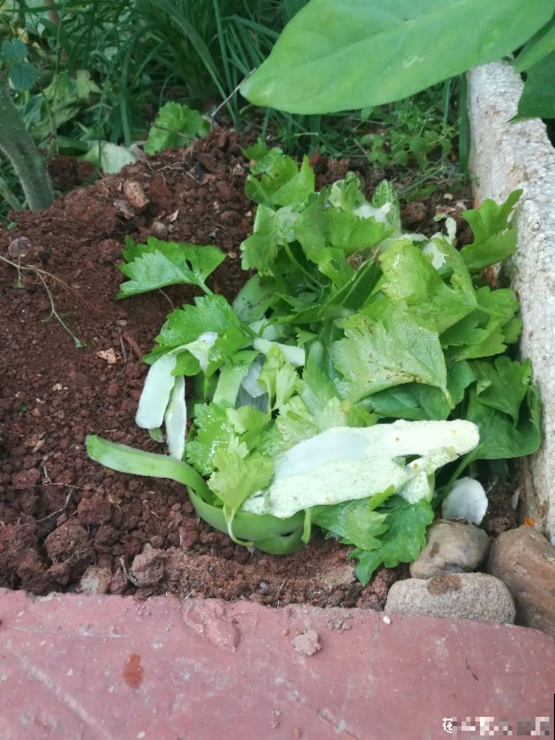 土里埋点“小料”，今年不用换盆，照样开花爆盆！