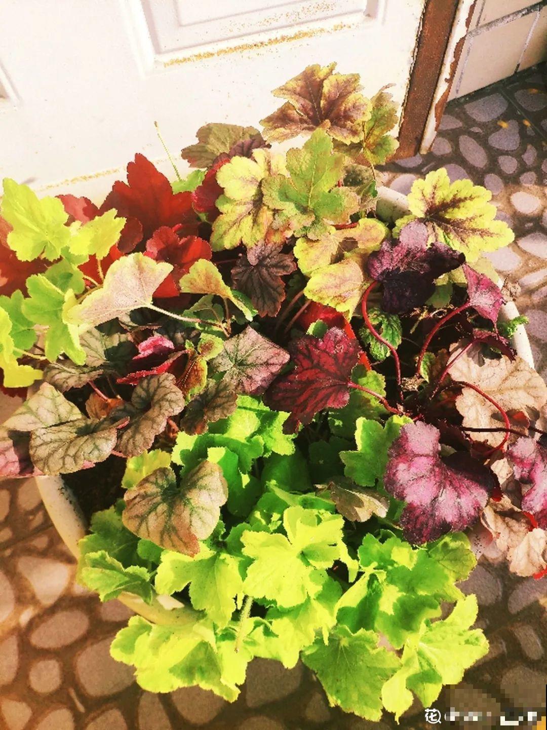 秋天养10种花，个个美得像油画，特别上档次！