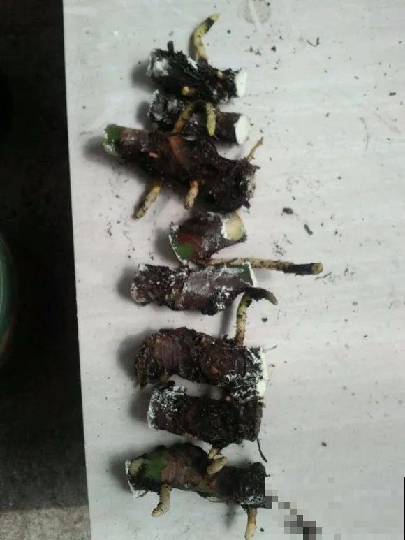 龟背竹长出长鞭子，连着茎一块砍下来，种土里就能活