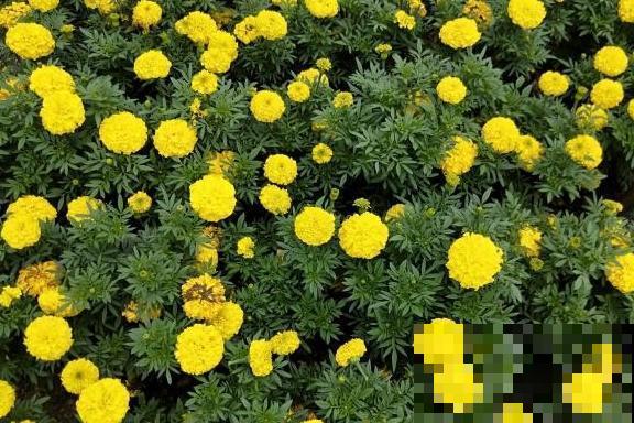 养这3盆花,蚊虫3个月不敢来,比花露水还有效果! 养这3盆花,蚊虫3个月不敢来,比花露水还有效果!