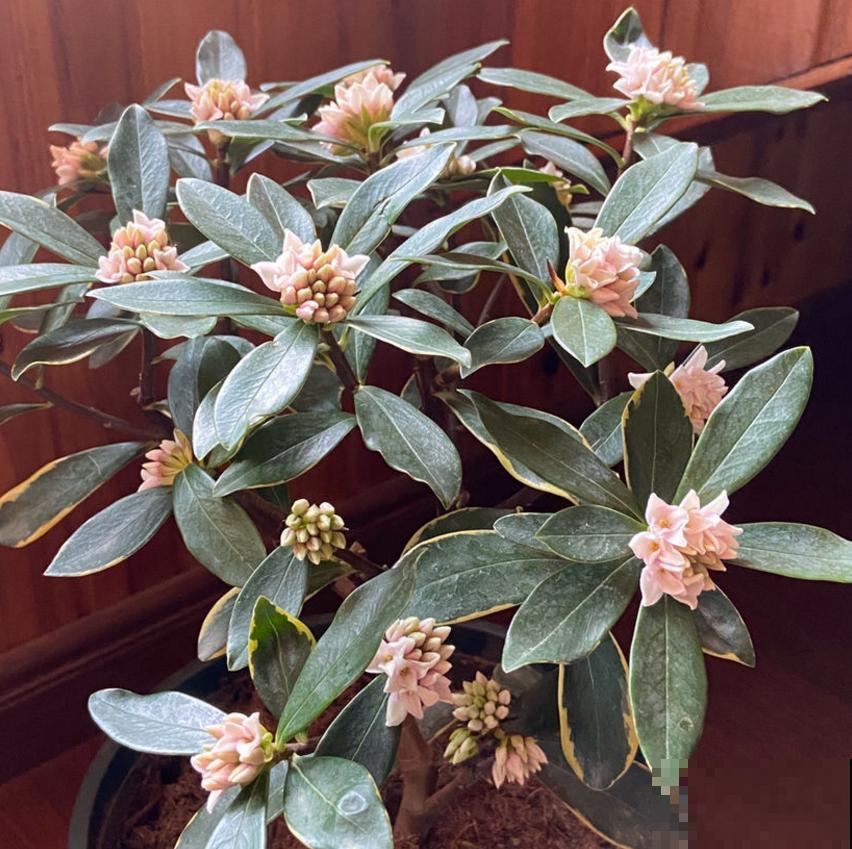 金边瑞香特喜酸,柠檬水浇一浇,开得特欢! 金边瑞香特喜酸,柠檬水浇一浇,开得特欢!