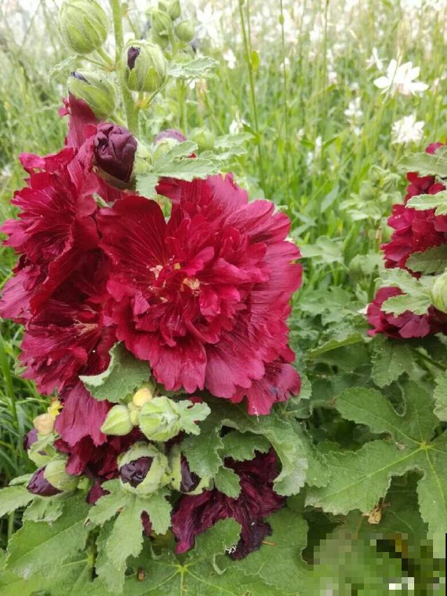 花开完别剪,再等15天,能收上千粒种子! 花开完别剪,再等15天,能收上千粒种子!