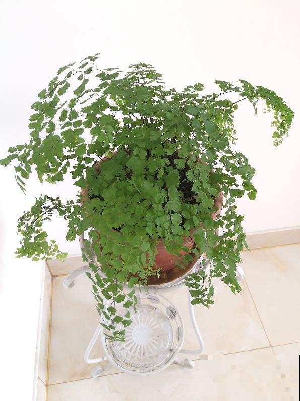 适合闷热初秋的6种花，养一盆绿油油，看着心情也好