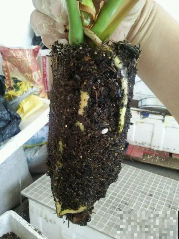 龟背竹长出长鞭子，连着茎一块砍下来，种土里就能活