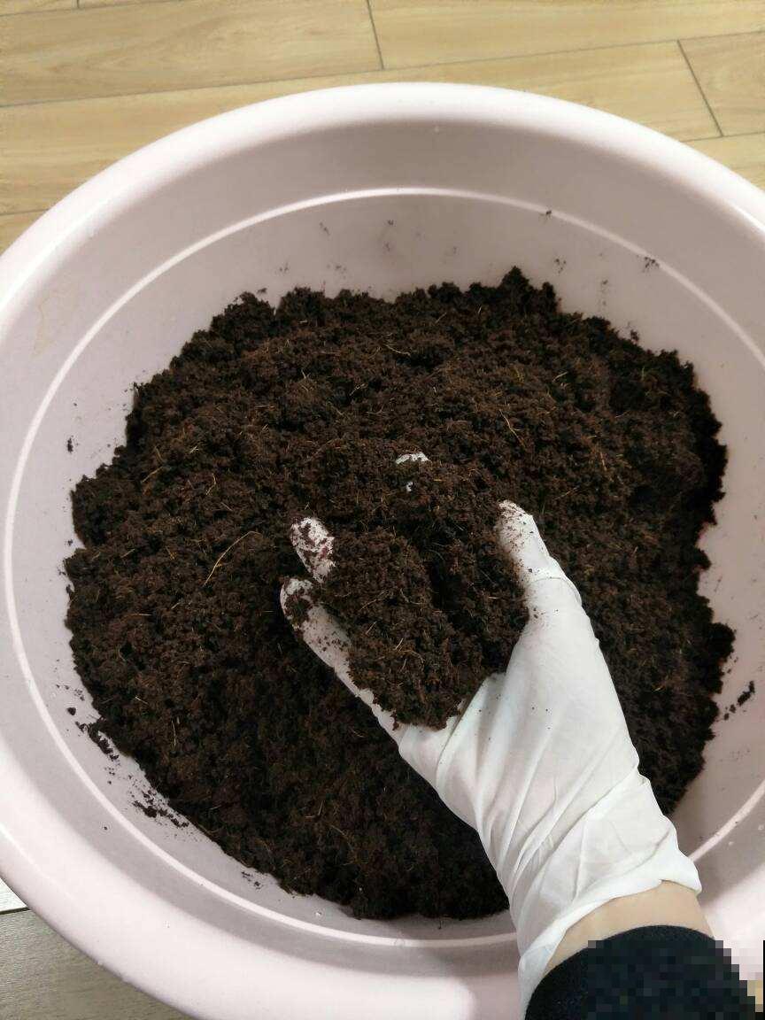 秋天养多肉,盆里扔点小东西,状态恢复快 秋天养多肉,盆里扔点小东西,状态恢复快