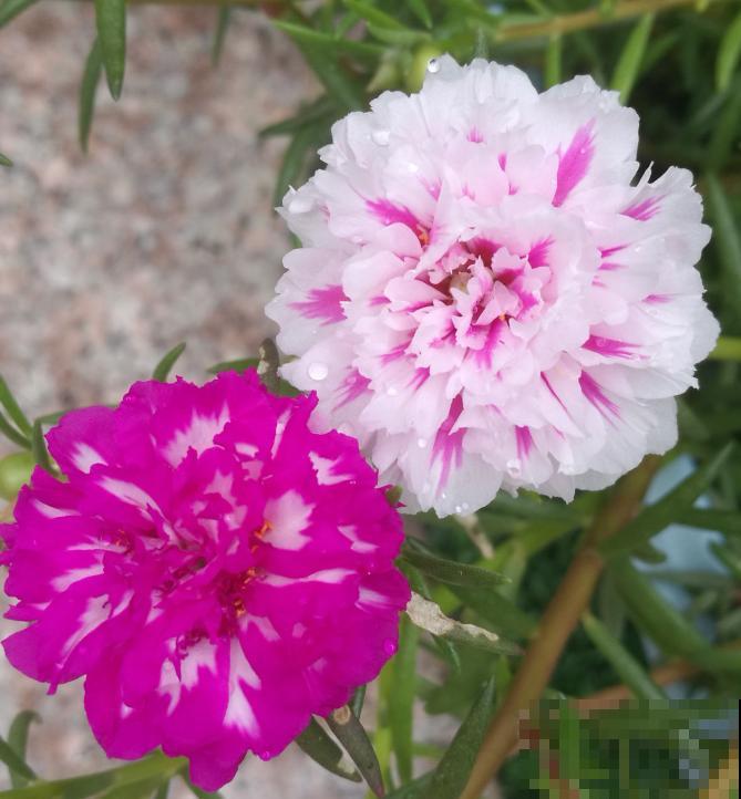 养这3种花,千万别买种子,十有八九是假的! 养这3种花,千万别买种子,十有八九是假的!