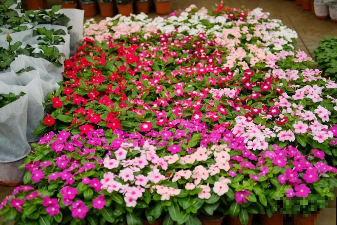 9月后就养这些花,比绿萝好养,疯狂开花到明年! 9月后就养这些花,比绿萝好养,疯狂开花到明年!