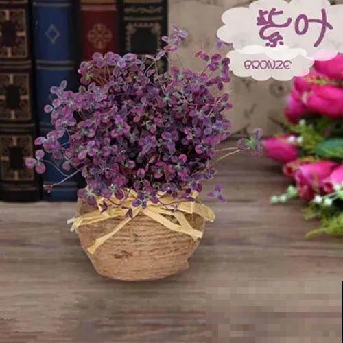 这花被人工培育了,叶子变异后,可以这么美! 这花被人工培育了,叶子变异后,可以这么美!