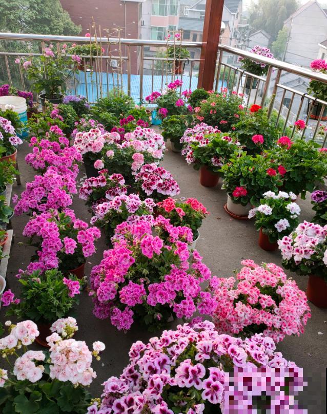 天竺葵最美的20个品种,不养一盆,对不起自己! 天竺葵最美的20个品种,不养一盆,对不起自己!