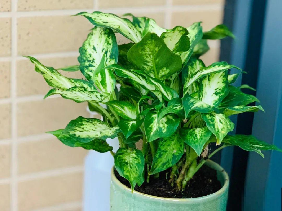 24种植物“净化器”,每个房间养一盆,太值了! 24种植物“净化器”,每个房间养一盆,太值了!