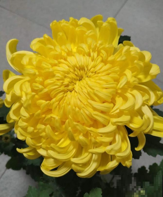 家里有这4种花，现在千万别修剪，剪了就不开花了！