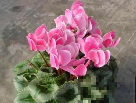 秋季养花大合集，30种花，你想要的我全有！