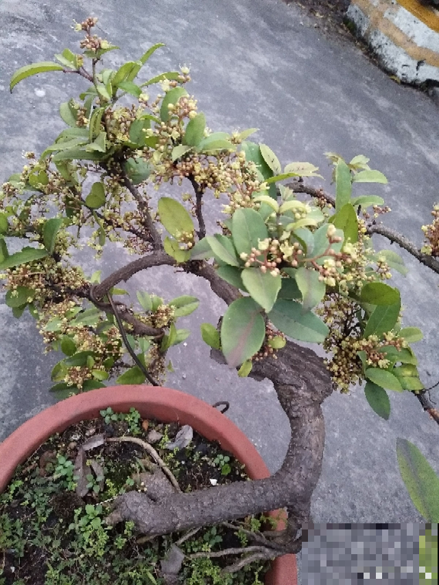 夏天养香草,摘下叶子能泡茶,还能清热解毒! 夏天养香草,摘下叶子能泡茶,还能清热解毒!