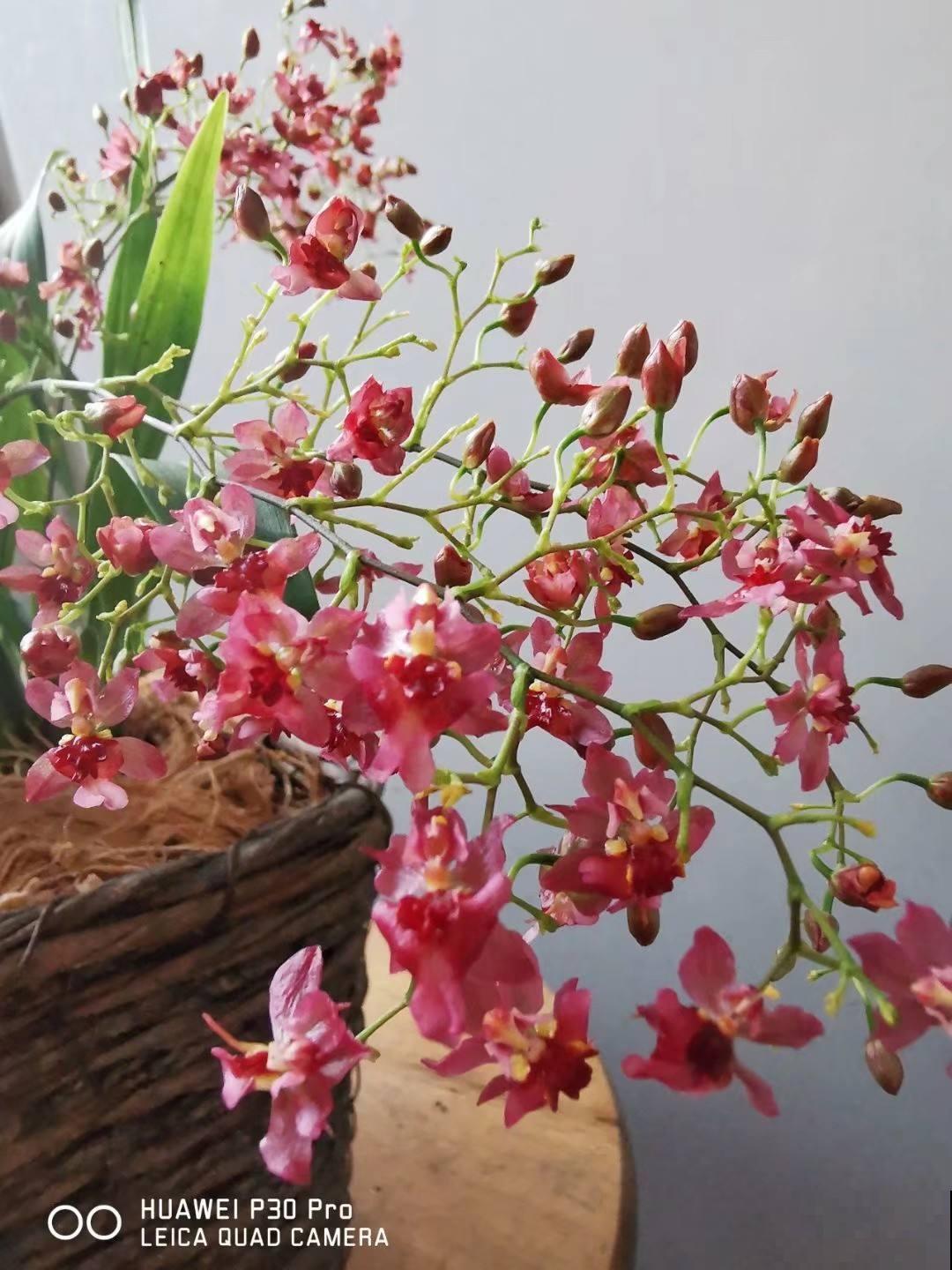 喜欢养兰的花友，4种兰花不可或缺，开花漂亮自带贵气