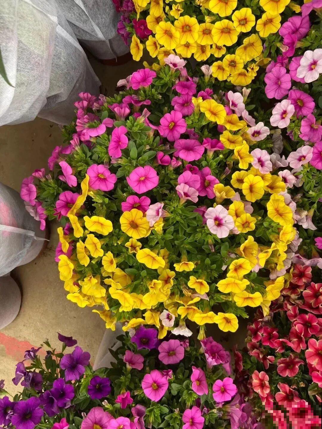 精致小草花，挂起来养，能开成花瀑布！