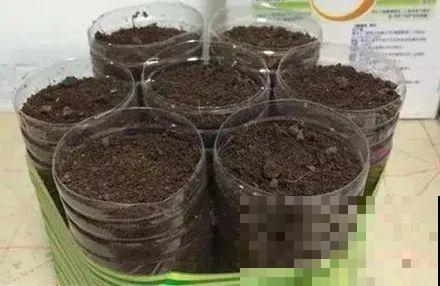 扦插有啥难？1根吸管，插活6盆花，太简单了！