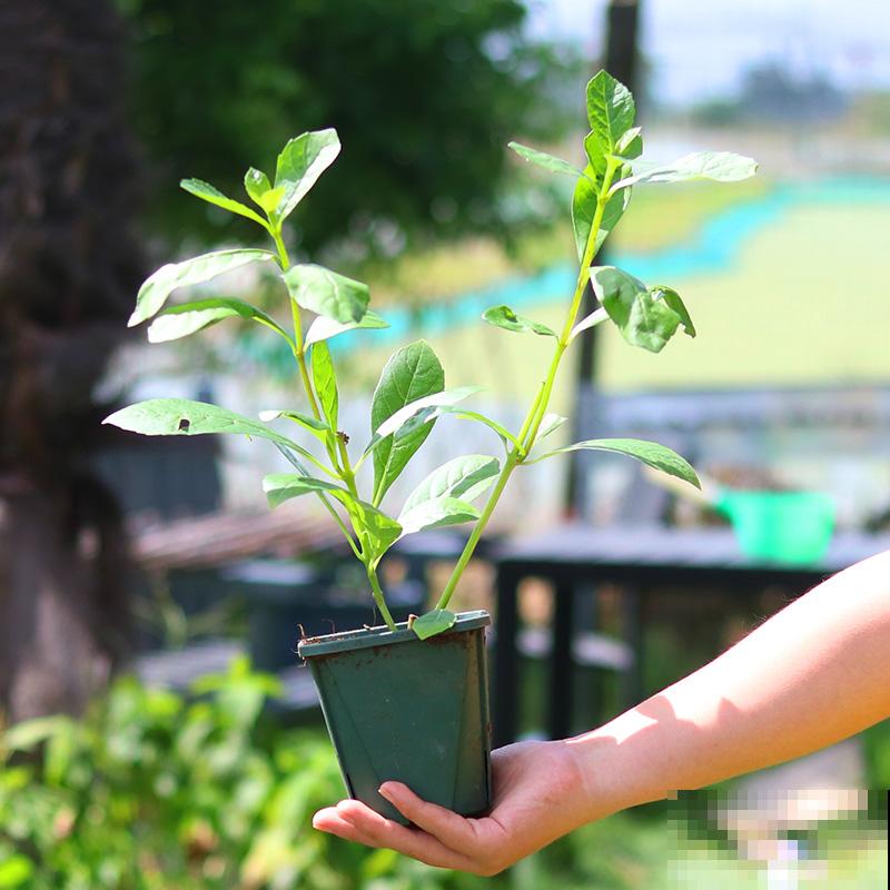 5种名字叫蝴蝶的花，全认识的没几个，最后一种长得太像了！