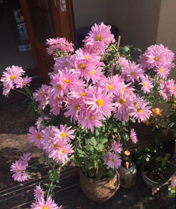 养这3种花，千万别买种子，十有八九是假的！