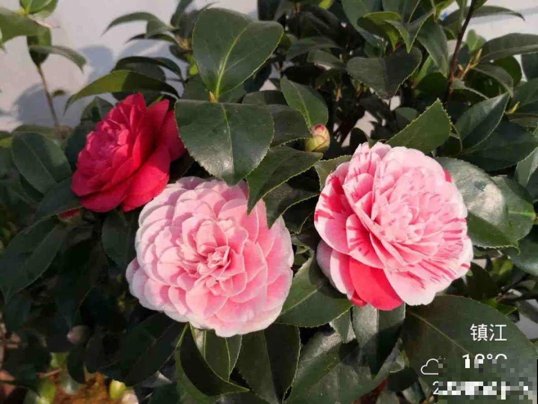 下个月开始，这10种花不能剪，剪了没花看，白养大半年！