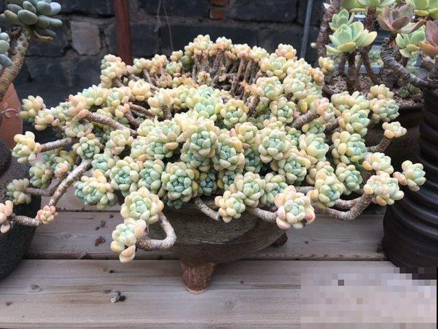 家里的花长得丑?给它一刀,叶子嗖嗖疯长! 家里的花长得丑?给它一刀,叶子嗖嗖疯长!