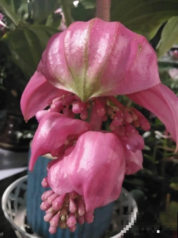 在家扦插宝莲花，简单好操作，一年能省好多钱！