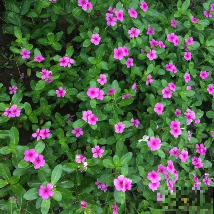 11种花,下个月就开花,现在养护是关键! 11种花,下个月就开花,现在养护是关键!