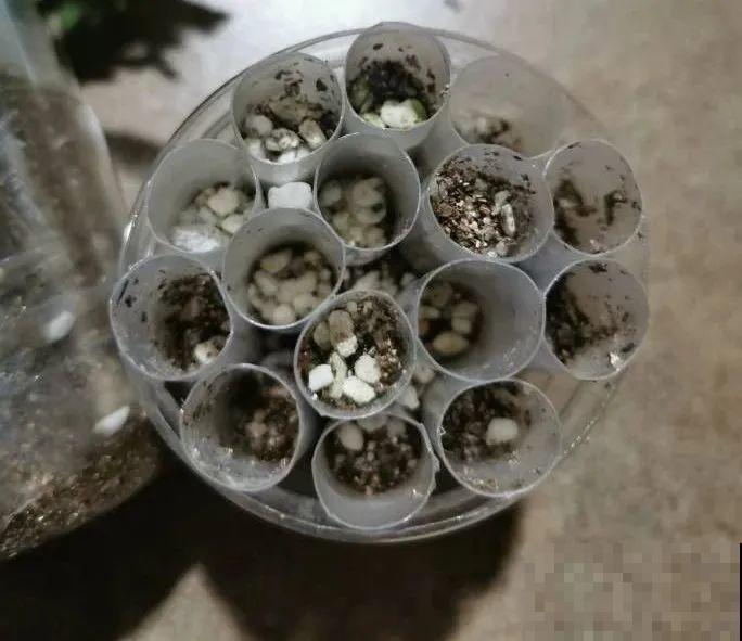 扦插有啥难？1根吸管，插活6盆花，太简单了！