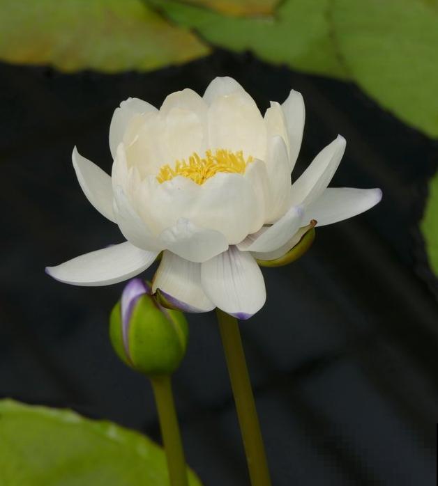 9种罕见又美妙的植物,你要认识一种,我都承认你厉害! 9种罕见又美妙的植物,你要认识一种,我都承认你厉害!