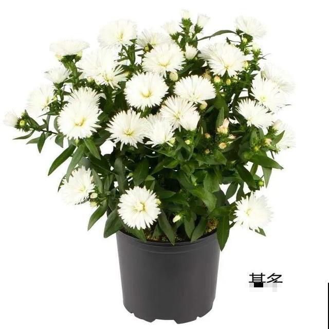 秋天必养的花,开花多气质好,关键还好养! 秋天必养的花,开花多气质好,关键还好养!