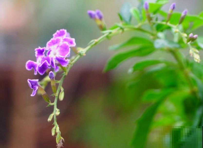 “紫美人”蕾丝金露花,紫得发亮,养成花帘美爆了! “紫美人”蕾丝金露花,紫得发亮,养成花帘美爆了!