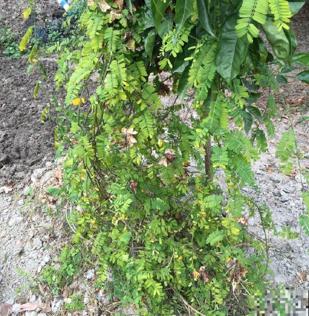 罂粟花不能随便种,私自种植,就得薅光 罂粟花不能随便种,私自种植,就得薅光