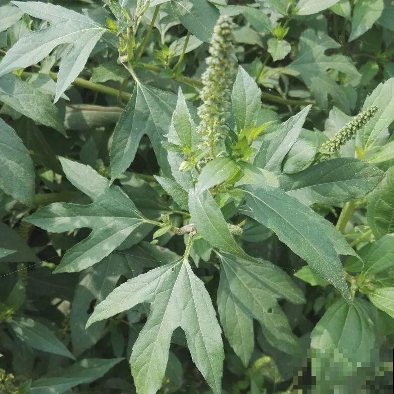 38种入侵植物,全村出来挖,挖完又长一大片 38种入侵植物,全村出来挖,挖完又长一大片