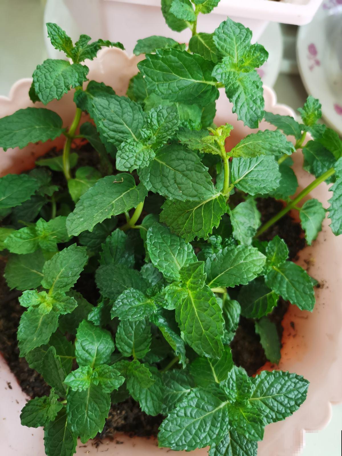 秋天干燥，家里养盆“润心”花，养生对身体好