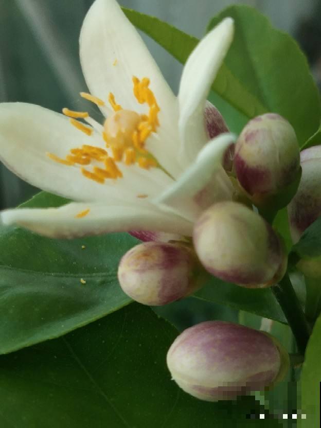 屋里养盆香水花,满屋子香喷喷,还能杀菌消毒 屋里养盆香水花,满屋子香喷喷,还能杀菌消毒