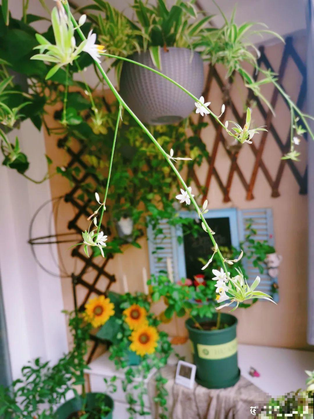 新买一盆花,叶子五颜六色,真怀疑它是不是喷药了? 新买一盆花,叶子五颜六色,真怀疑它是不是喷药了?